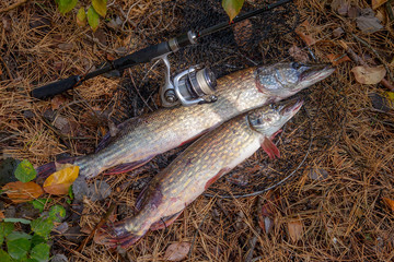 Freshwater pike fish. Two Freshwater pikes fish lies on keep net and fishing rod with reel..