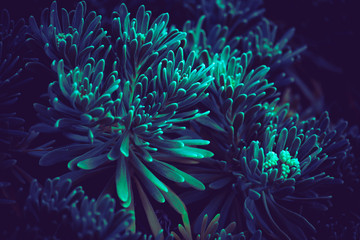 deep blue bloom plants