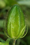 Fototapeta Tulipany - The fruit of Abutilon sp., Indian mallow a wild relative of Lady?s finger or Okra. T