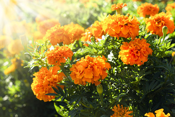 Sunlit marigold orange flowers in the flowerbed.