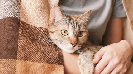 Wall Mural - Young woman wrapped in plaid holding curious ginger cat at home. Feline looking from side to side.