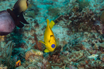 The surprising underwater world of the Indian and Pacifical Oceans