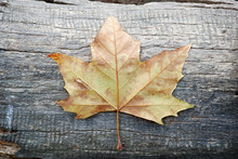 Close-up Of A Sear Sycamore Leaf On A Tree Trunk. Autumn Concept With Copy Space.