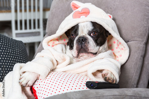 Fotomural French bulldog in bathrobe watch tv with remote control in paw on the arm chair