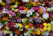 Multi-colored flower wall background wedding decoration - close up of colorful real flowers wall background