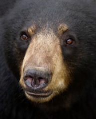 Wall Mural - American Black bear face up close in the meadow in autumn in Canada