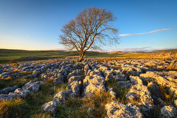 Canvas Print - Lone Ash Tree in Limestone Pavement, above Malham Village in the Yorkshire Dales where there is an area of Limestone Pavement known as Malham Lings