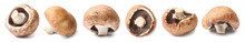 Fresh Champignon Mushroom On White Background