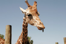 Giraffe Close Up Sticking Out Tongue