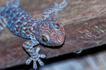 Canvas Print - Closeup shot of a blue and orange lizard on a wooden surface with a blurred background