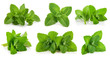 Kit leaves mint. Still life and set of herbs for packing. Isolated on white background.