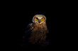 Young Great horned owl on dark background. Natural scene from central Wisconsin.
