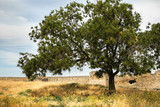 Fototapeta Sawanna - The tree near Akkerman fortress in Ukraine