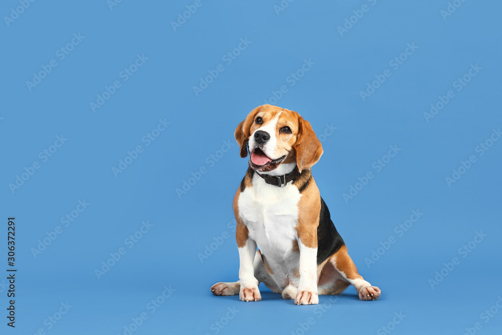 Adorable Beagle dog on color background - obrazy, fototapety, plakaty 