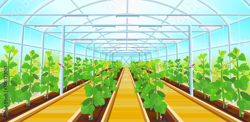 Fotografía A large greenhouse with rows of cucumbers.Vector illustration.