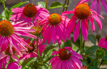 Poster - pink coneflower