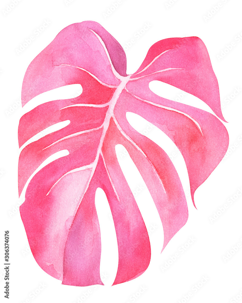 Tropical leaf, pink monstera on an isolated background, watercolor  painting, botanical illustration, floral design, stock illustration. Stock  Photo | Adobe Stock