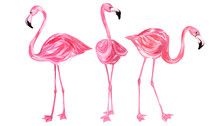 Watercolor Pink Flamingo On An Isolated White Background, Watercolor Drawing. Stock Illustration.