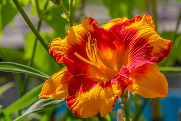 Poster - lily flower head