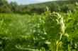 Farm field with green artichoke plants with one ripe flower head close up ready to new harvest