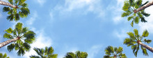 Palm Trees Shown From Below With Blue Sky In The Background.