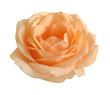Beautiful orange rose isolated on a white background