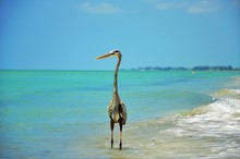 Beautiful Great Blue Heron Standing On The Beach Enjoying The Warm Weather