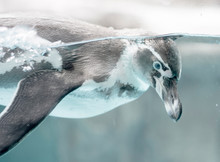 Humboldt Penguin Diving In Water At A Zoo In Prigen East Java Indonesia