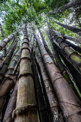 Bamboo trees in Laos 