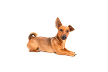 Small Brown Dog Sitting On The Floor Isolated On White Background. Mixed Breed Of Parson Jack Russell Terrier, Chihuahua And German Shepherd. Age 2 Years.Funny Dogs Concept.