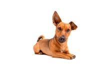 Small Brown Dog Sitting On The Floor Isolated On White Background. Mixed Breed Of Parson Jack Russell Terrier, Chihuahua And German Shepherd. Age 2 Years.Funny Dogs Concept.