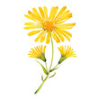 watercolor arnica flowers