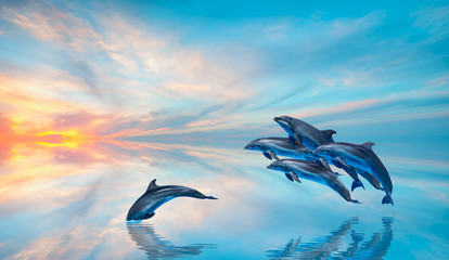 Wall Mural - Group of dolphins jumping on the water at sunset - Beautiful seascape and blue sky