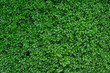 Close-up of bright green foliage boxwood Buxus sempervirens as the perfect natural backdrop for any  theme. Boxwood wall in natural conditions. Selective focus