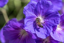 Honeybee Collecting Nectar Pollen From A Purple Geranium Rozanne Flower, Also Known As Gerwat Or JollyBee