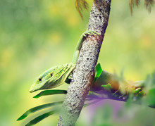 Emerald Tree Monitor Lizard