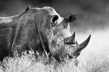 white rhinoceros, rhino bull portrait , highly focused and alerted in tall grass. black and white. c