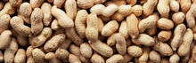 Crude Peanuts In Shell. Background And Texture. Panorama.