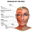Facial and neck muscles of the female, half of the face muscles and half skin, each muscle with name on it, detailed bright anatomy isolated on a white background