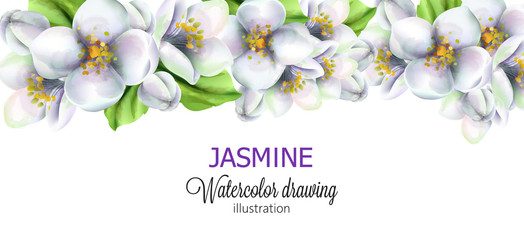 Wall Mural - Jasmine watercolor drawing with flowers on top. Vector