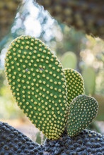 Photo Of Angel Wings Or Bunny Ears Cactus Plant Outdoors In Nature