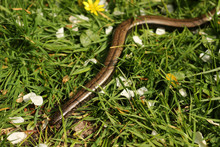 Common Slowworm, Anguis Fragilis, Moving Through The Grass On A Lawn