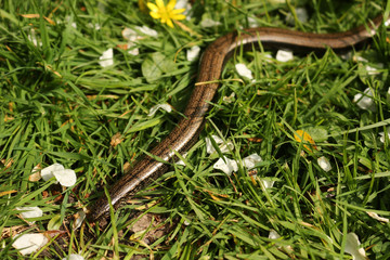 Wall Mural - Common Slowworm, Anguis fragilis, moving through the grass on a lawn