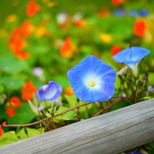 Blue Morning Glory And Orange Nasturtium (Tropaeolum) Flowers On A Wooden Fence. Colourful Flowerbed.