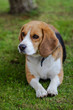 © Igor - Portrait of a tricolor beagle.
