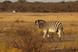 Fototapeta  - Zebras walking during sunset in khama rhino sanctuary in Botswana on holiday. Traveling during dry season in summer.