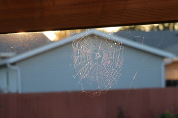 Spider Web
