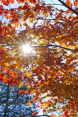 Wall Mural - Sun rays peeking through colorful red, orange, and yellow leaves during foliage season on the East Coast