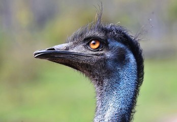 The emu is the second-largest living bird by height, after its ratite relative, the ostrich. It is endemic to Australia where it is the largest native bird.