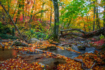 Sticker - Autumn forest